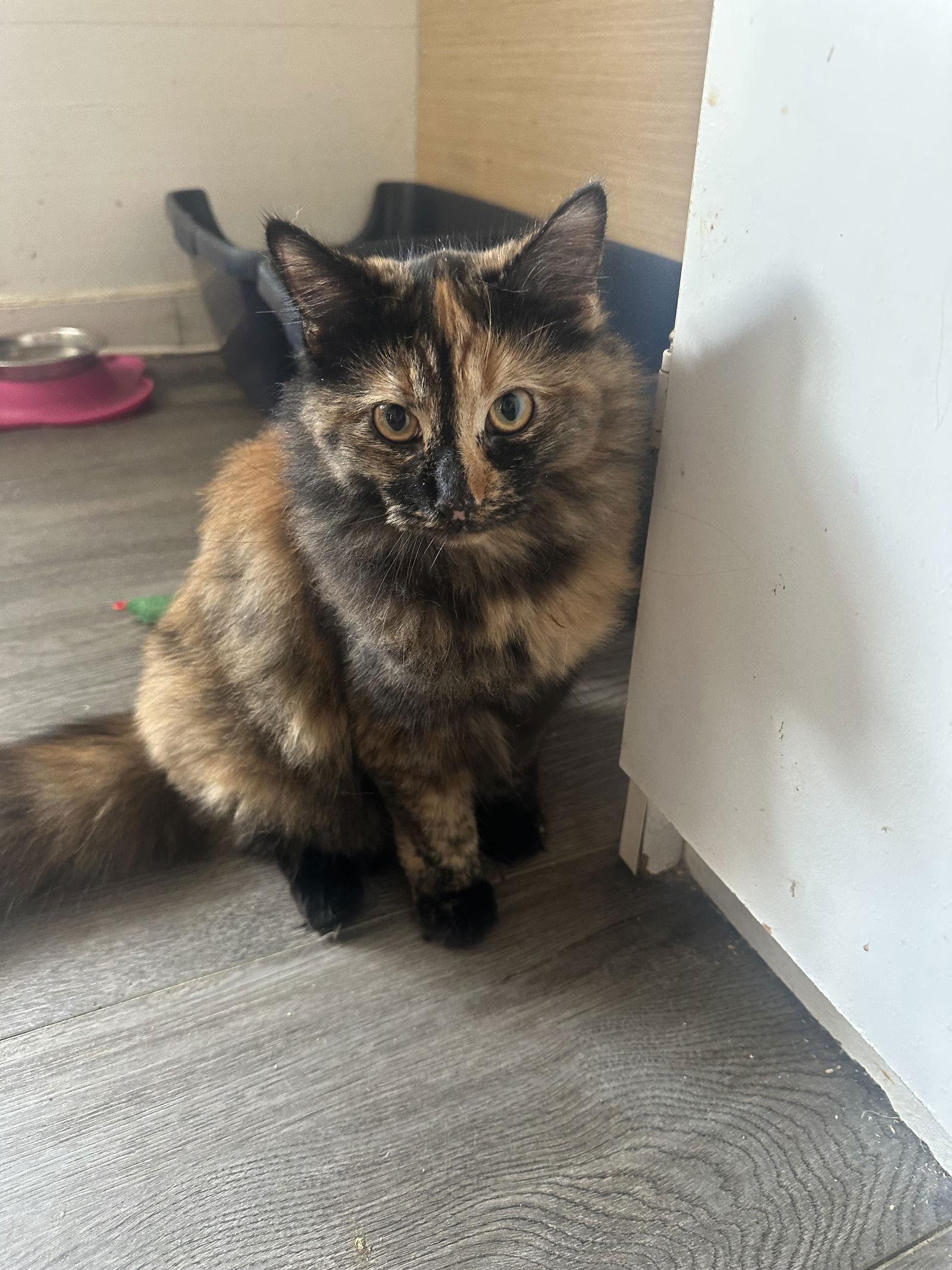 Daina, Adoptable, Young Female Tortoiseshell.