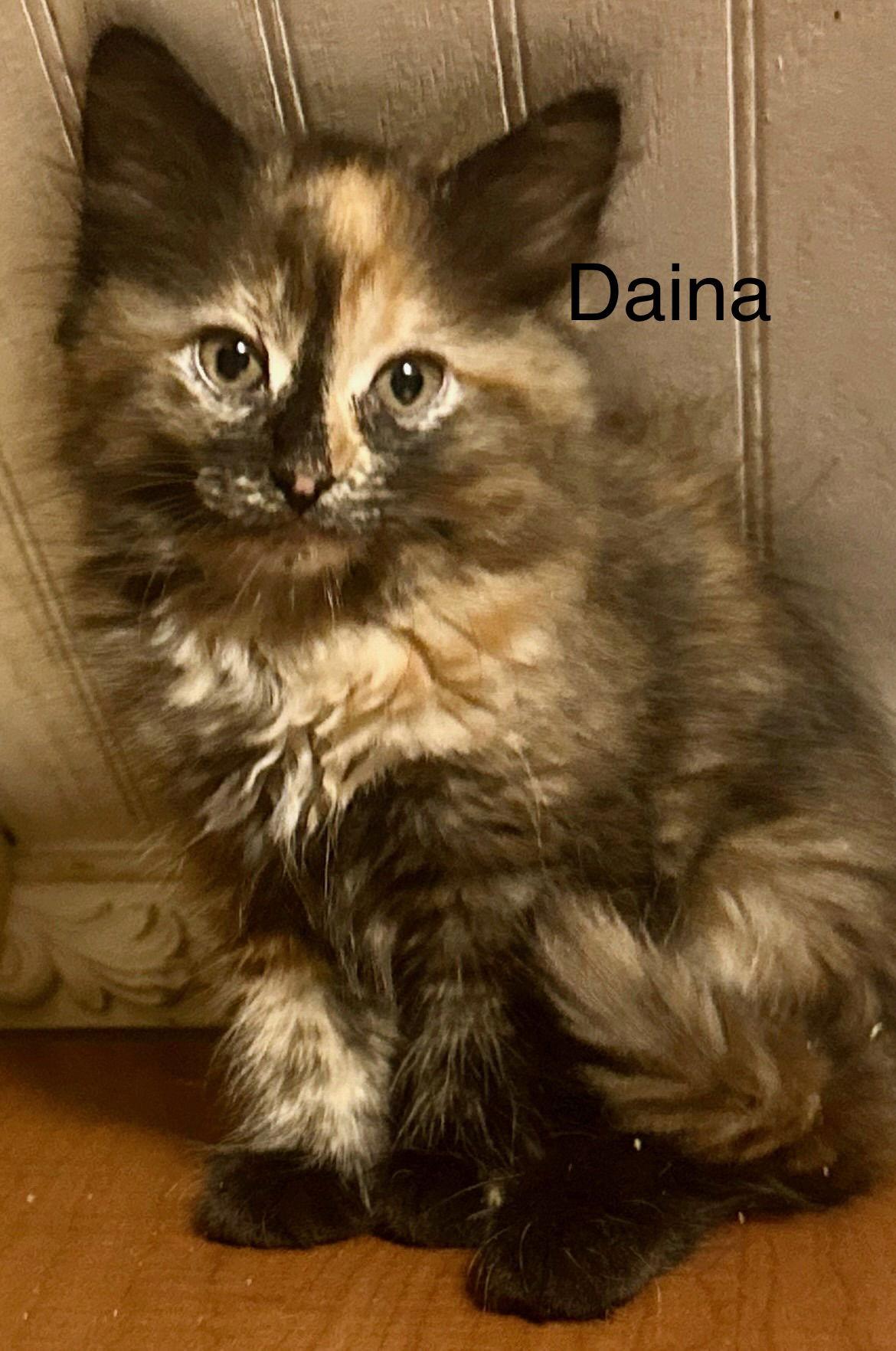 Enlarge Daina, a Adoptable Tortoiseshell in Winter Garden, FL image 2/3