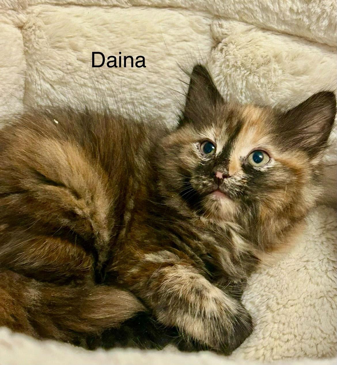 Enlarge Daina, a Adoptable Tortoiseshell in Winter Garden, FL image 3/3
