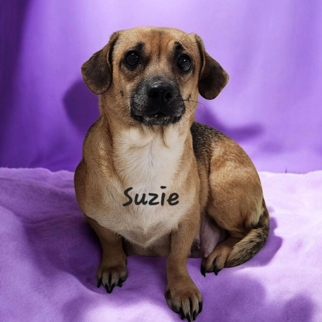 Suzie 2, Adoptable, Adult Female Chihuahua & Mixed Breed.