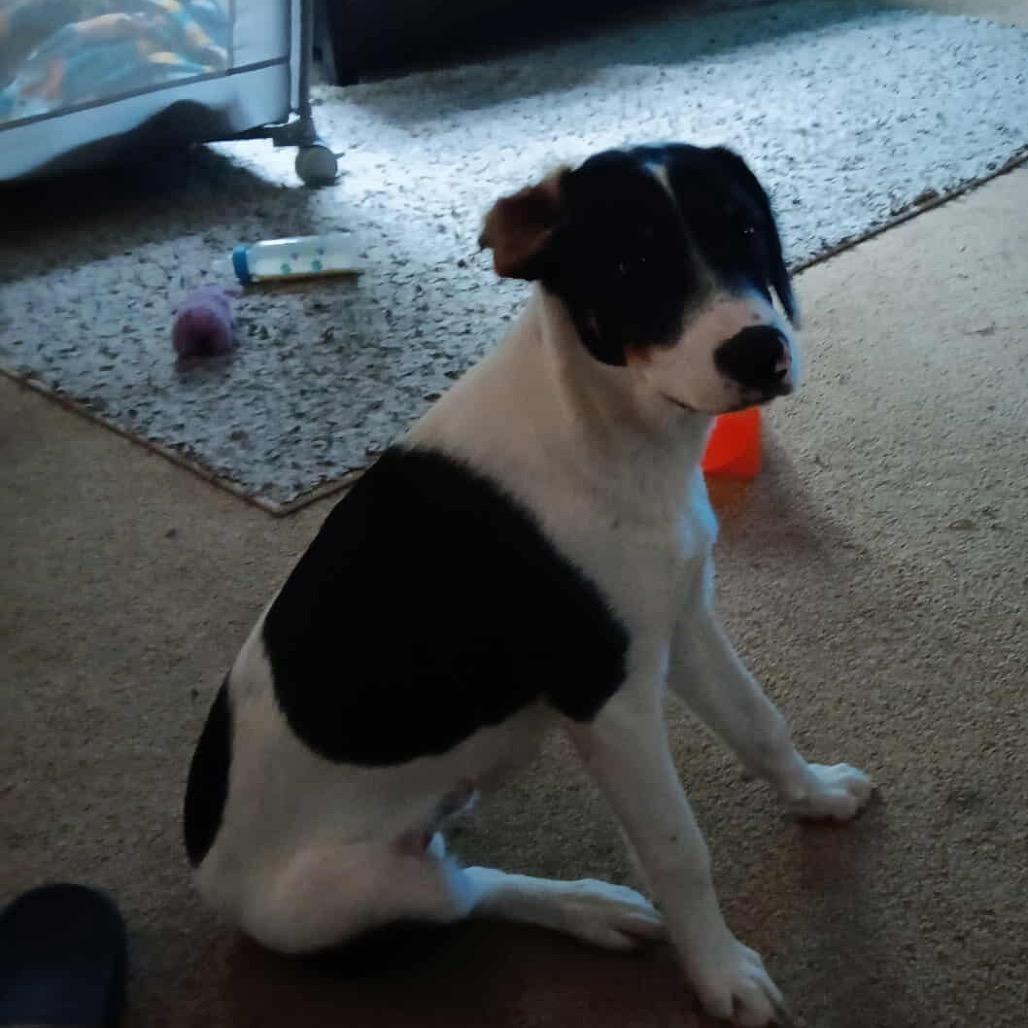 Rocky, Adoptable, Young Male Hound.