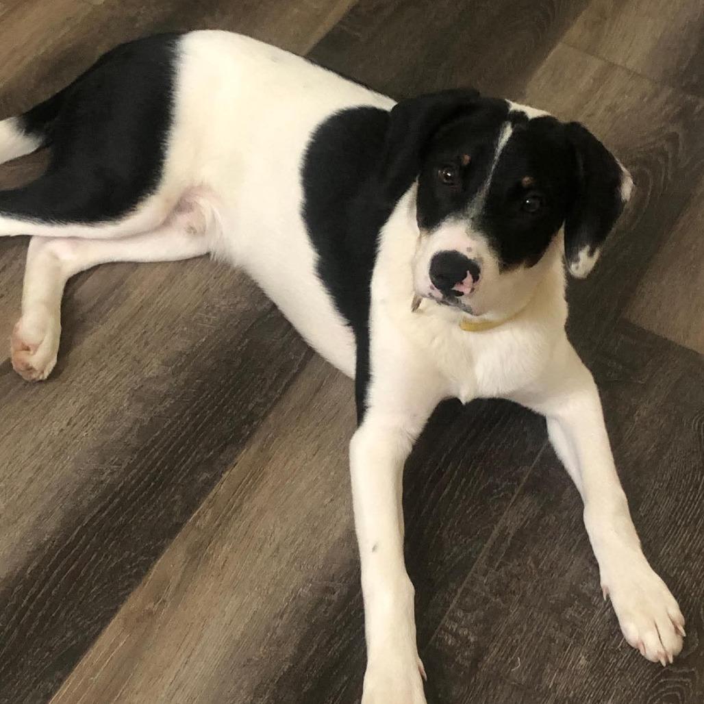 Enlarge Rocky, a Adoptable Hound in Blair, WI image 2/3