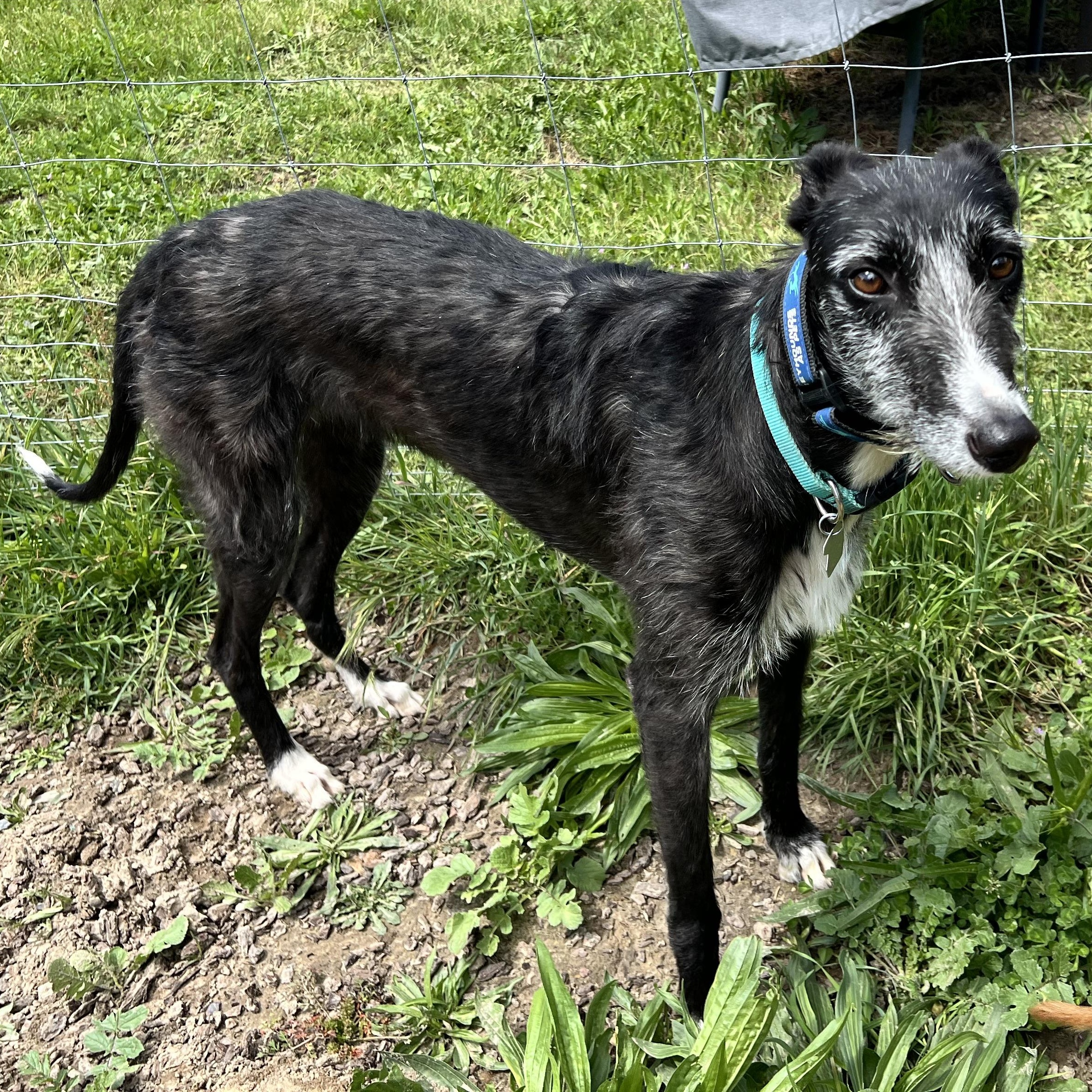 Sally, ADOPTABLE, Adult Female Greyhound & Lurcher.
