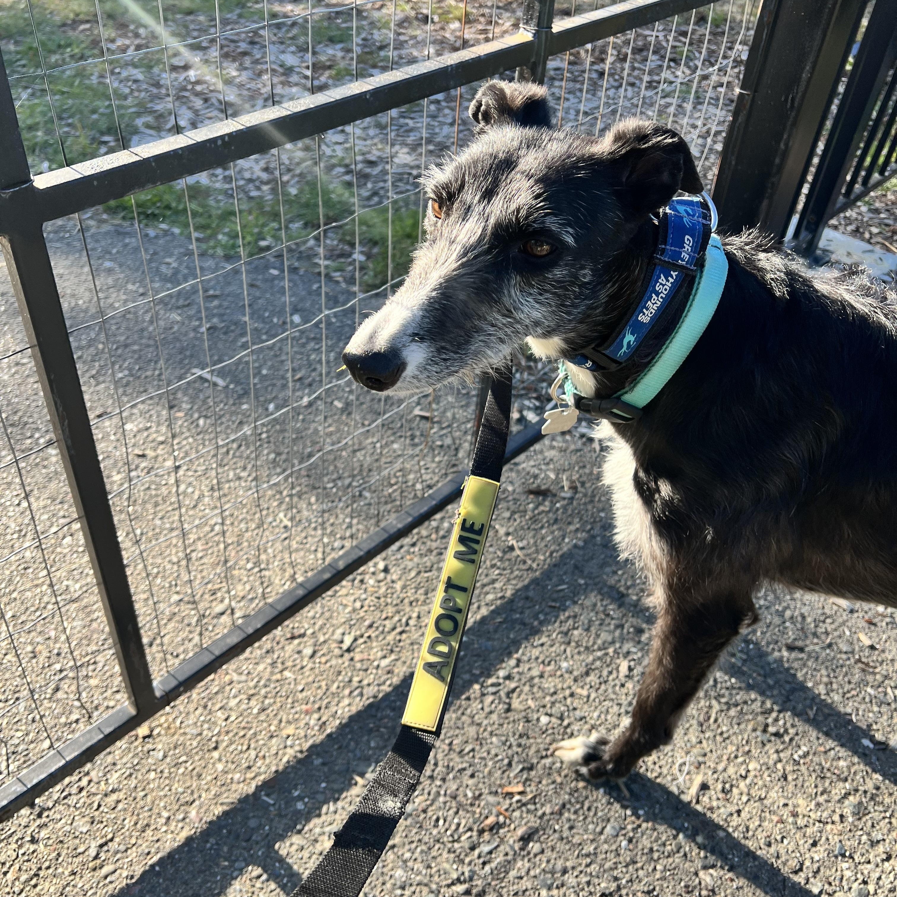 Enlarge Sally, a ADOPTABLE mixed breed in Santa Rosa, CA image 2/2