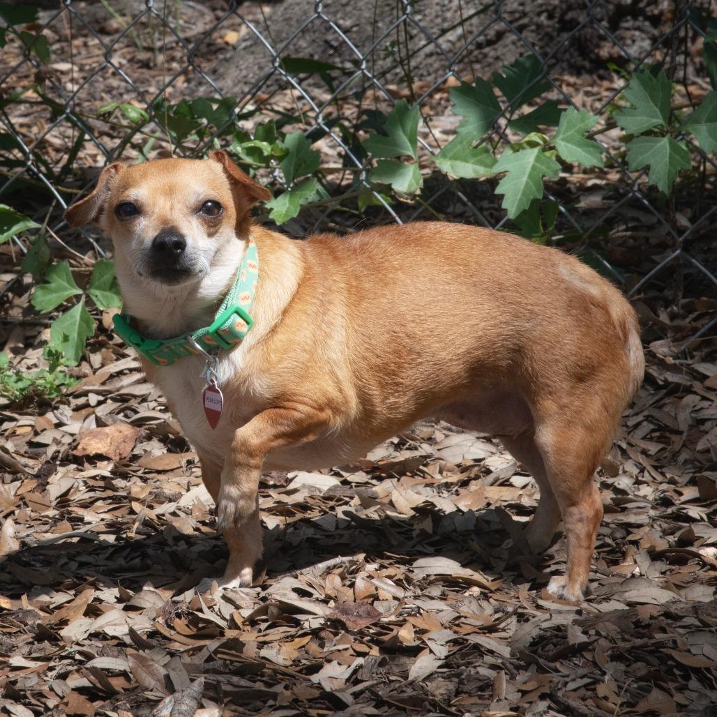 Penelope, Adoptable, Adult Female Chihuahua & Mixed Breed.