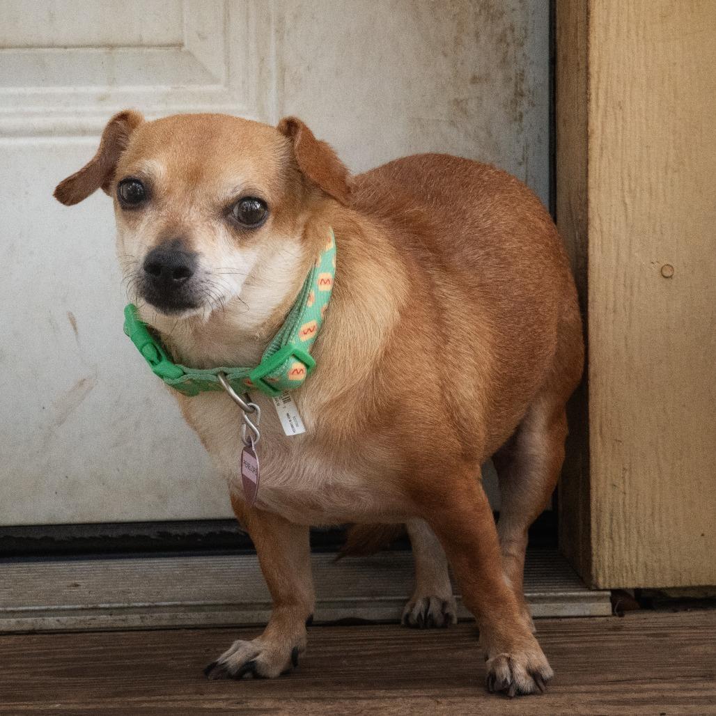 Penelope, a Adoptable mixed breed in Wimberley, TX image 2/6