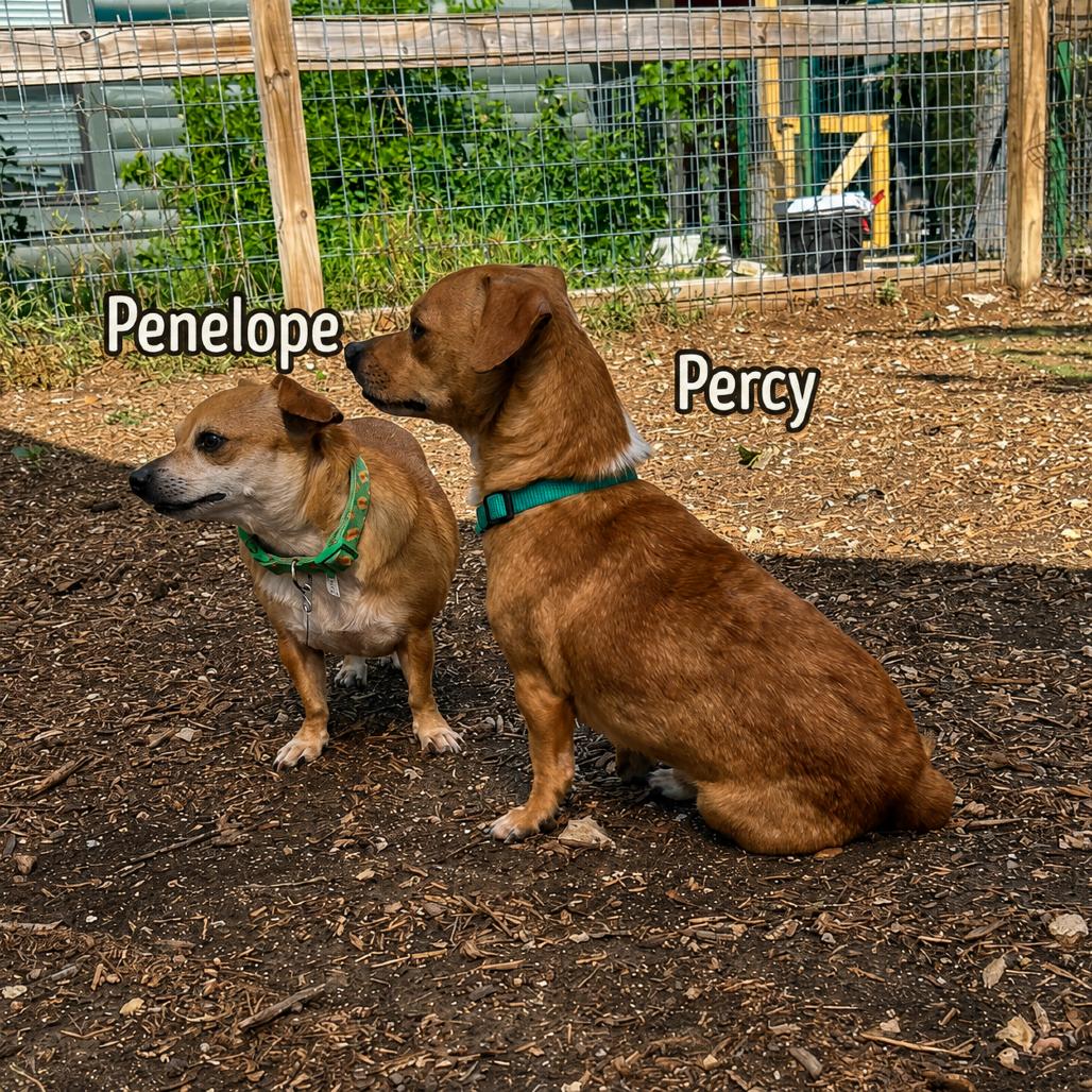 Penelope, a Adoptable mixed breed in Wimberley, TX image 3/6