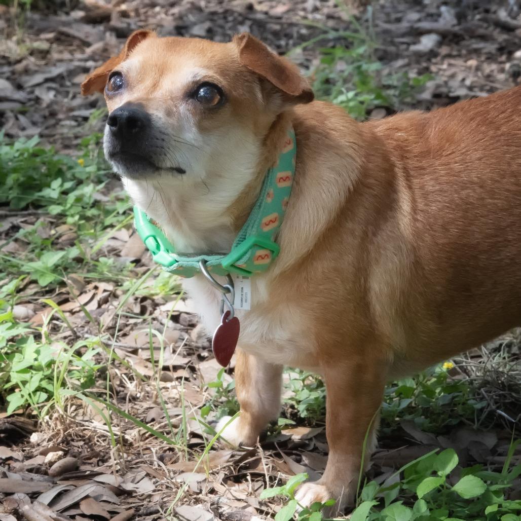 Penelope, a Adoptable mixed breed in Wimberley, TX image 4/6