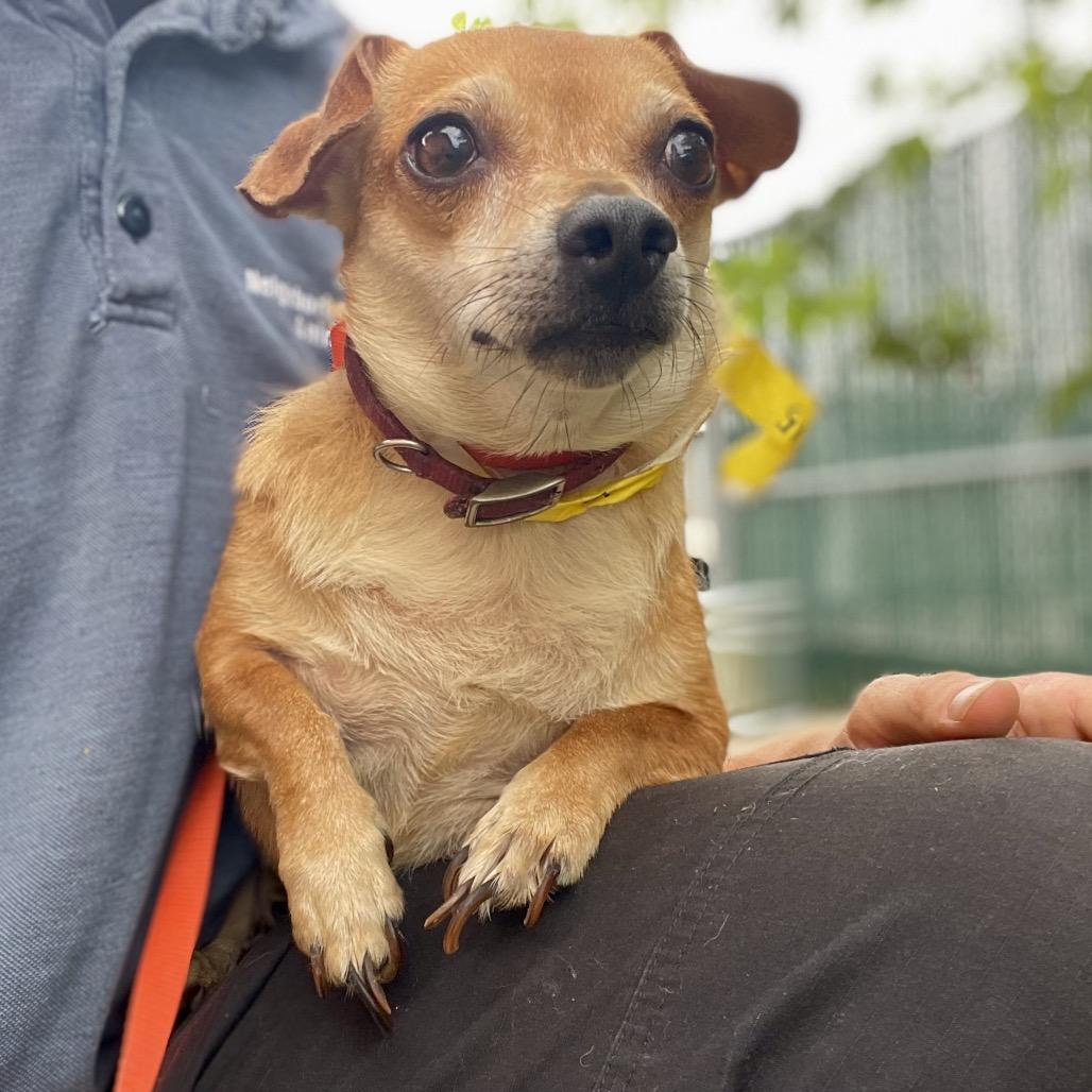 Penelope, a Adoptable mixed breed in Wimberley, TX image 5/6