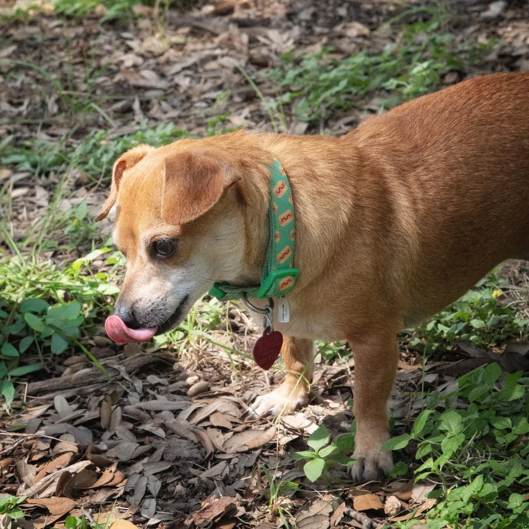 Penelope, a Adoptable mixed breed in Wimberley, TX image 6/6