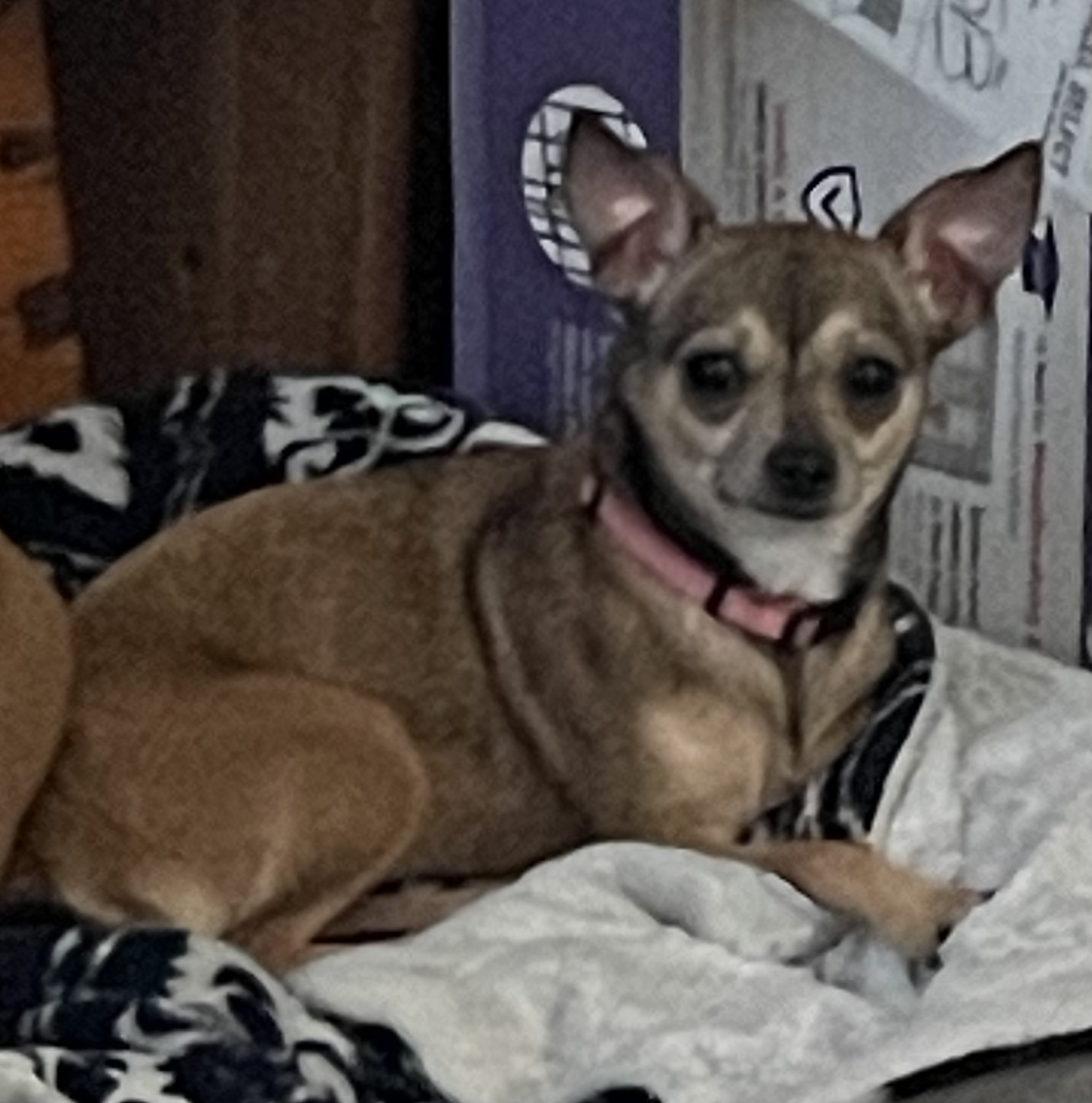 Girl, an adopted Chihuahua in Saint Augustine, FL_image-1