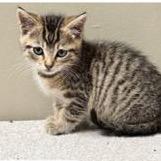 Enlarge Rain, a Adoptable Domestic Short Hair in St. Peters, MO image 1/1