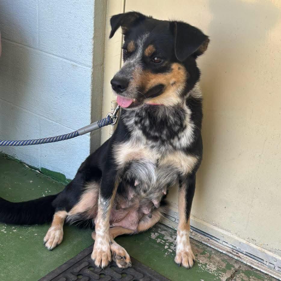 Enlarge Rosie: Not at shelter (Diana F), a Adopted mixed breed in Rustburg, VA image 1/3