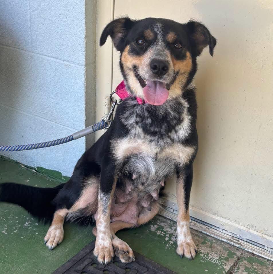 Enlarge Rosie: Not at shelter (Diana F), a Adopted mixed breed in Rustburg, VA image 2/3