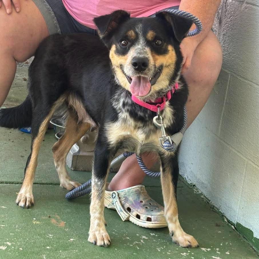 Enlarge Rosie: Not at shelter (Diana F), a Adopted mixed breed in Rustburg, VA image 3/3