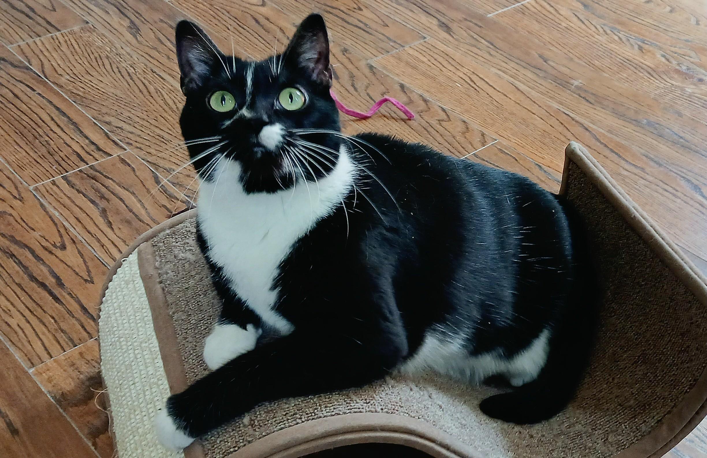 Enlarge Nova, a ADOPTABLE Domestic Short Hair in Guelph, ON image 4/6