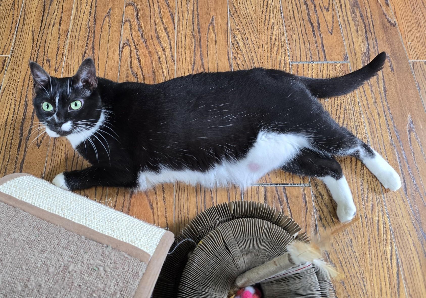 Enlarge Nova, a ADOPTABLE Domestic Short Hair in Guelph, ON image 5/6