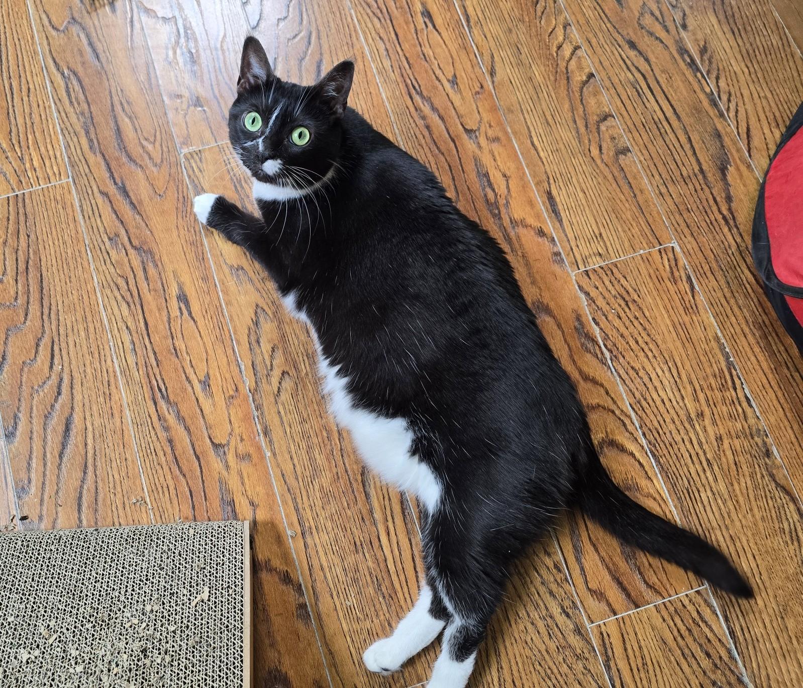 Enlarge Nova, a ADOPTABLE Domestic Short Hair in Guelph, ON image 2/6