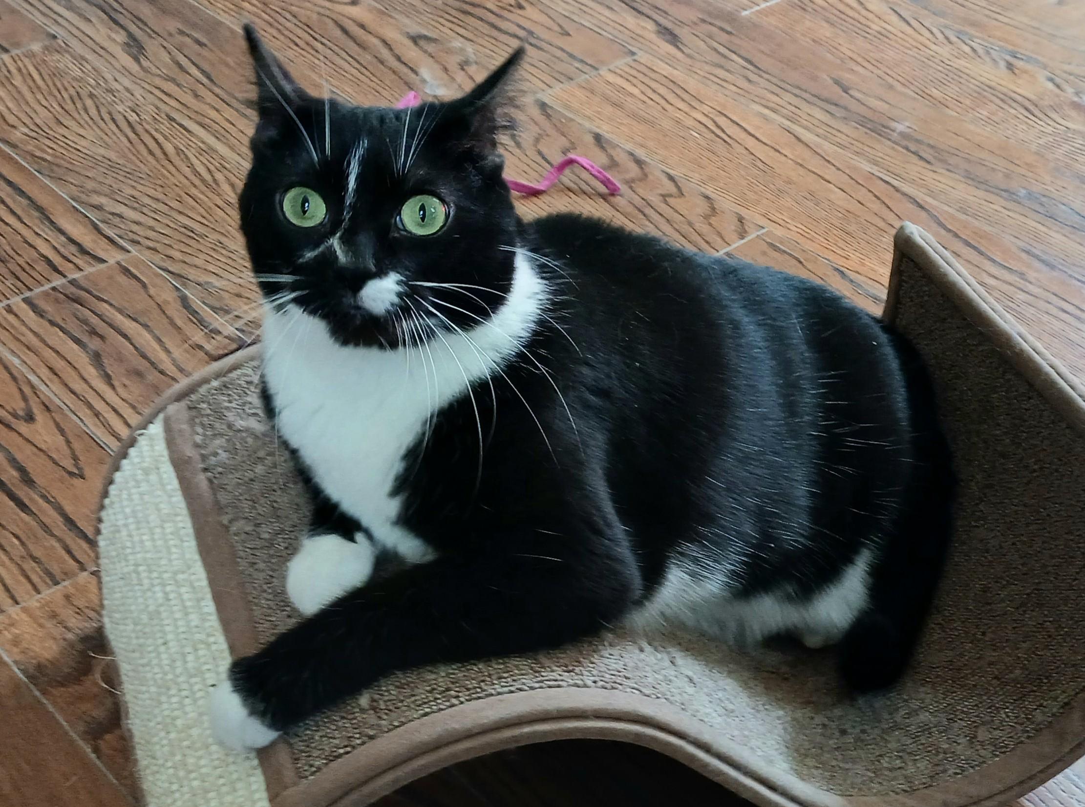 Enlarge Nova, a ADOPTABLE Domestic Short Hair in Guelph, ON image 1/6