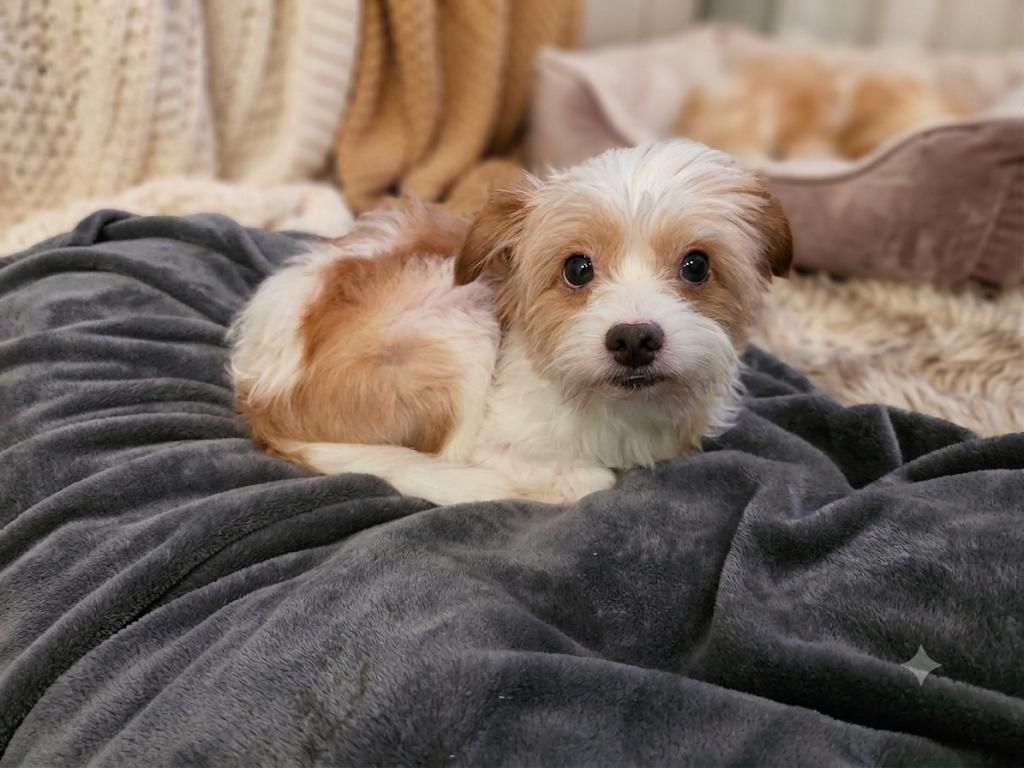 Enlarge Frazzle, an adopted mixed breed in Eustis, FL image 1/1