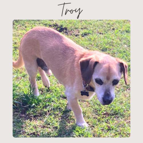 TROY, Adoptable, Senior Male Chihuahua & Dachshund.