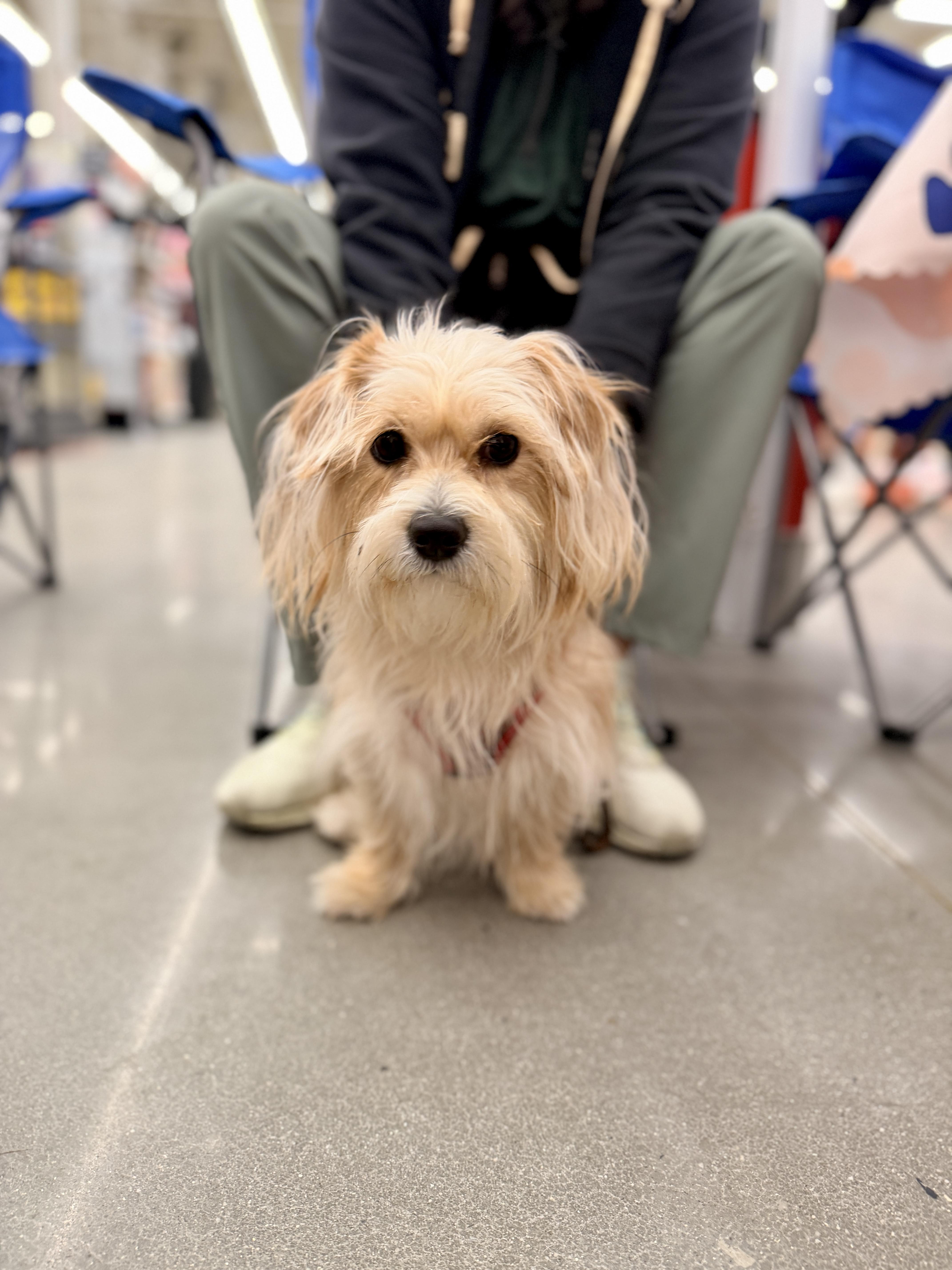 Luna Bear, an adopted mixed breed in AUDUBON, NJ image 1/2