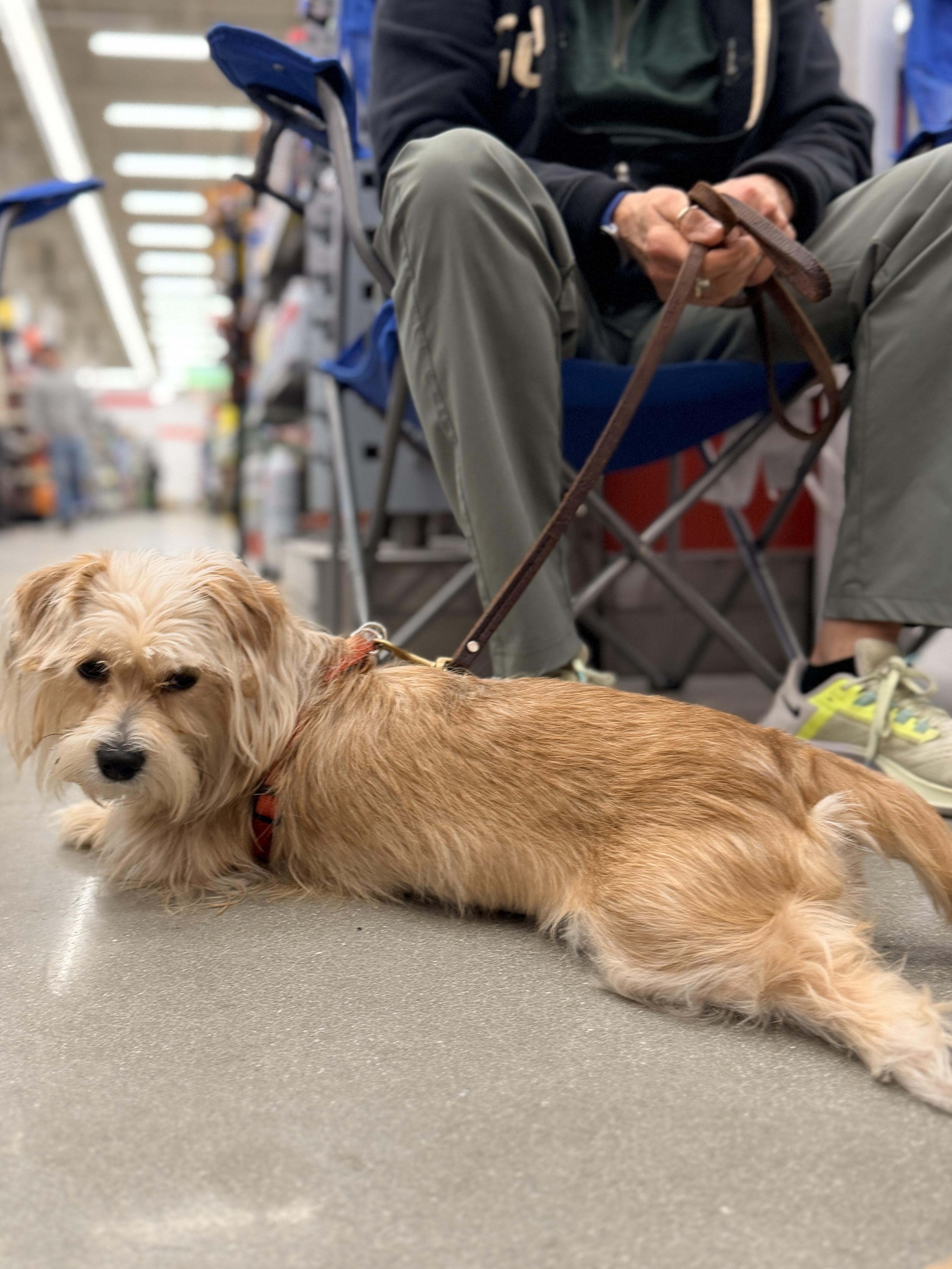 Luna Bear, an adopted mixed breed in AUDUBON, NJ image 2/2