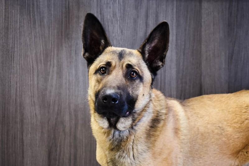 Enlarge Big Boy, a Adoptable Belgian Shepherd / Malinois in Georgetown, OH image 1/2