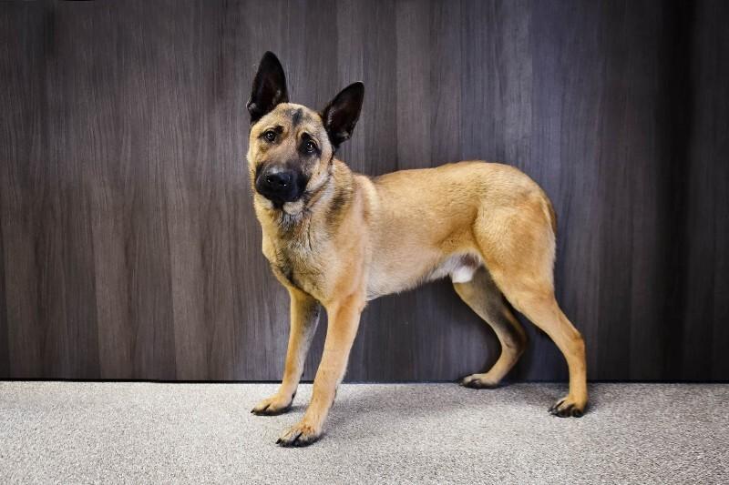 Enlarge Big Boy, a Adoptable Belgian Shepherd / Malinois in Georgetown, OH image 2/2