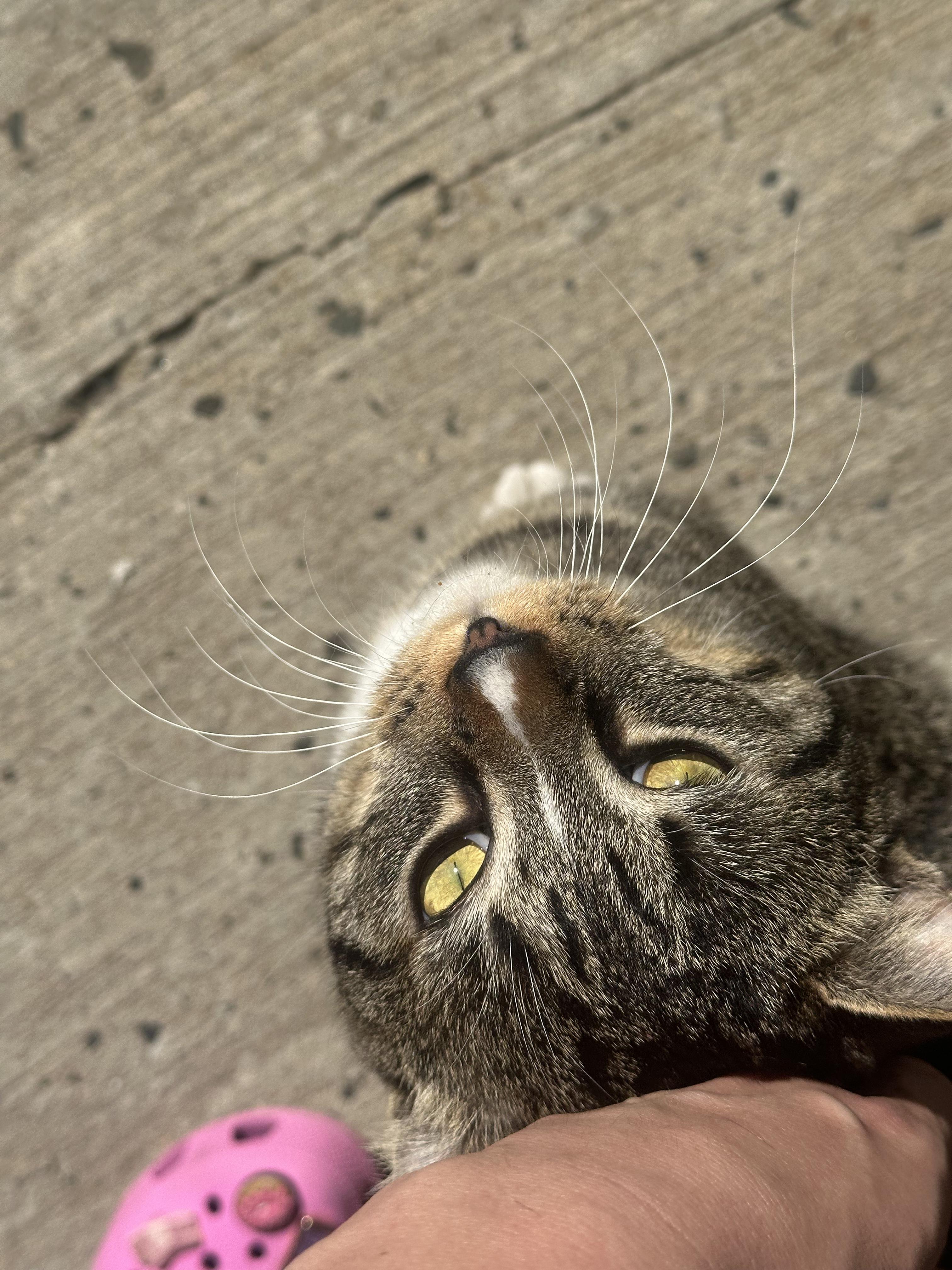 Ziggy, Adoptable, Young Male American Shorthair.