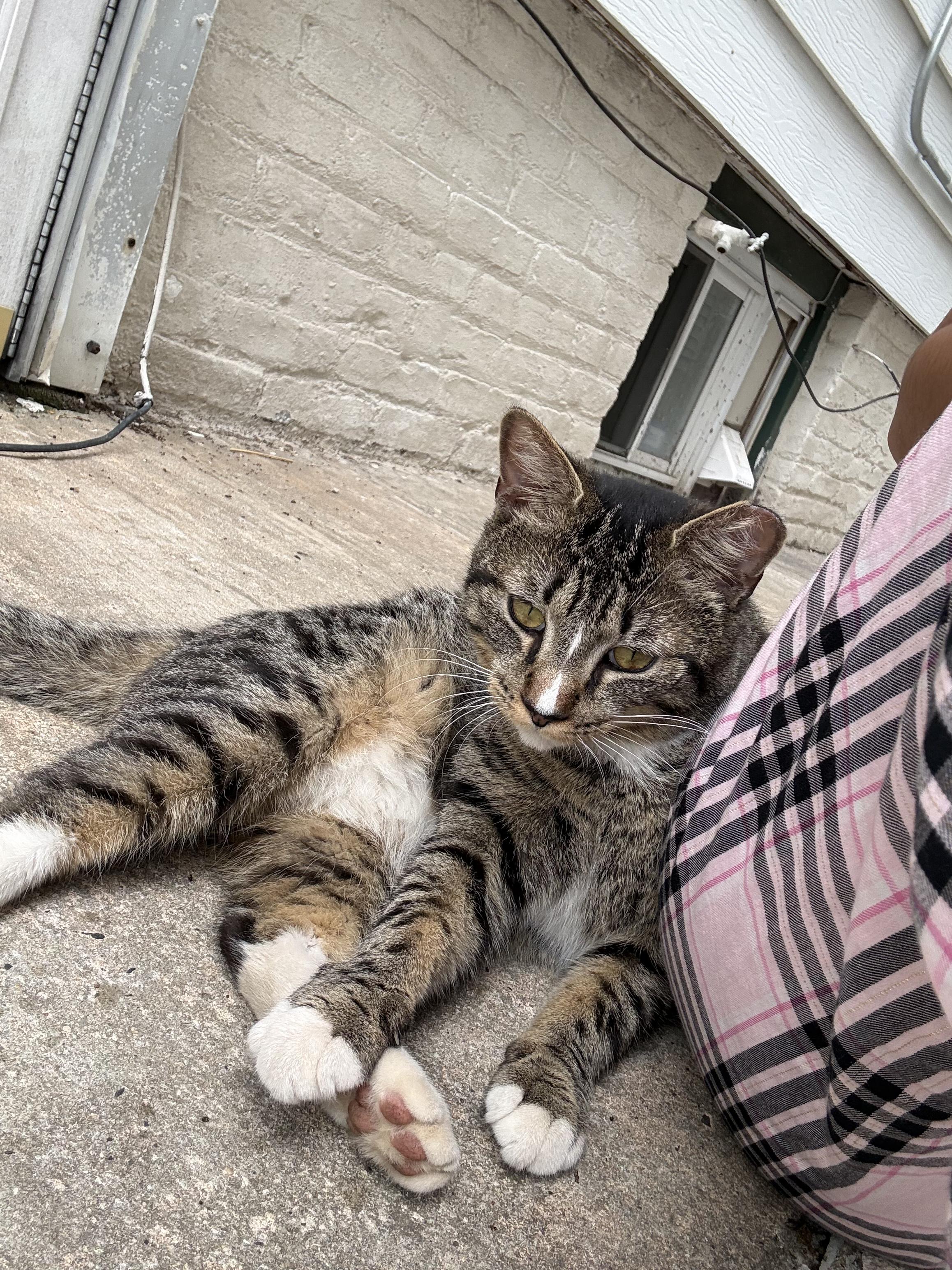 Enlarge Ziggy, a Adoptable American Shorthair in Montclair, NJ image 3/3
