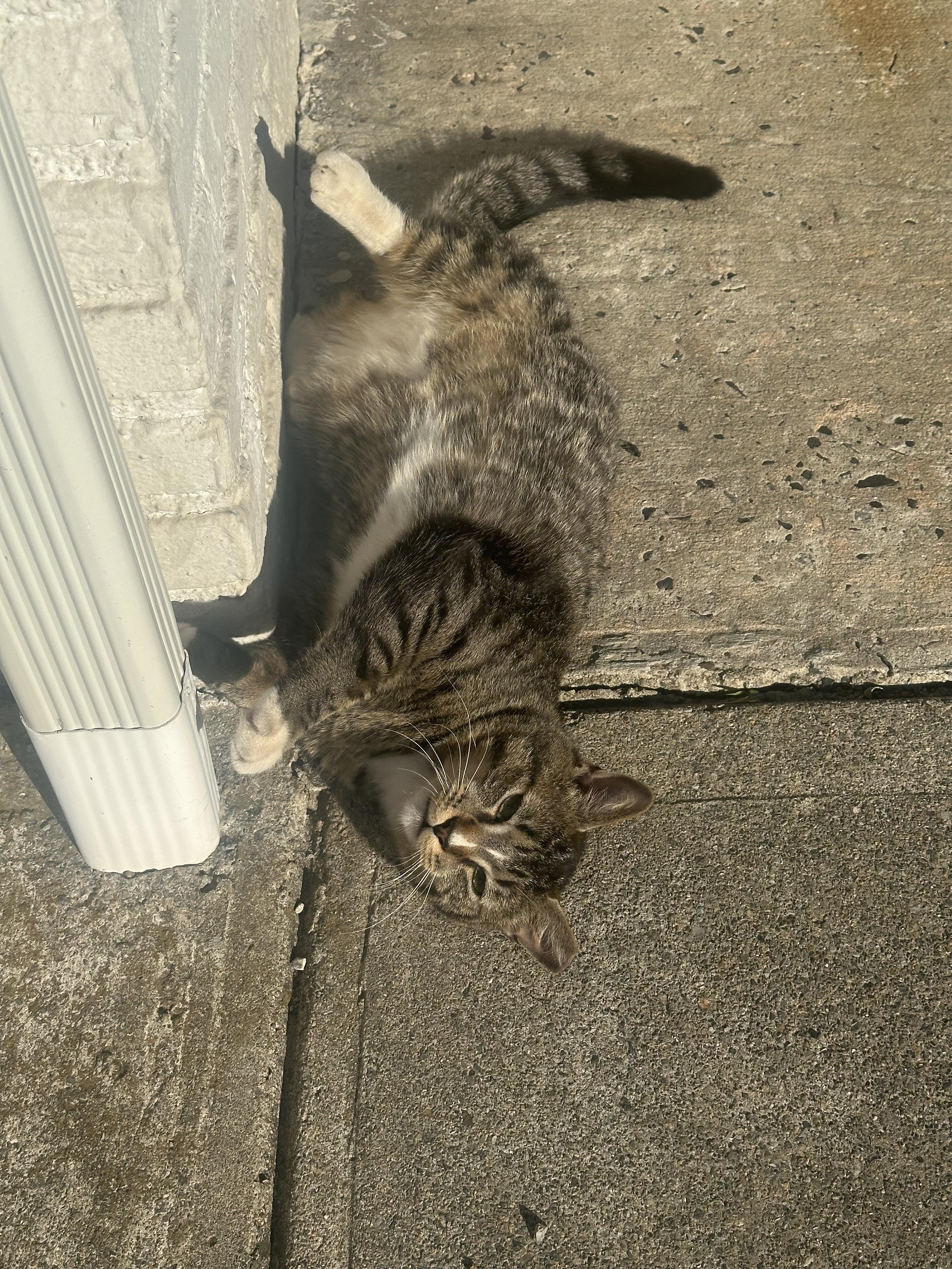 Enlarge Ziggy, a Adoptable American Shorthair in Montclair, NJ image 2/3