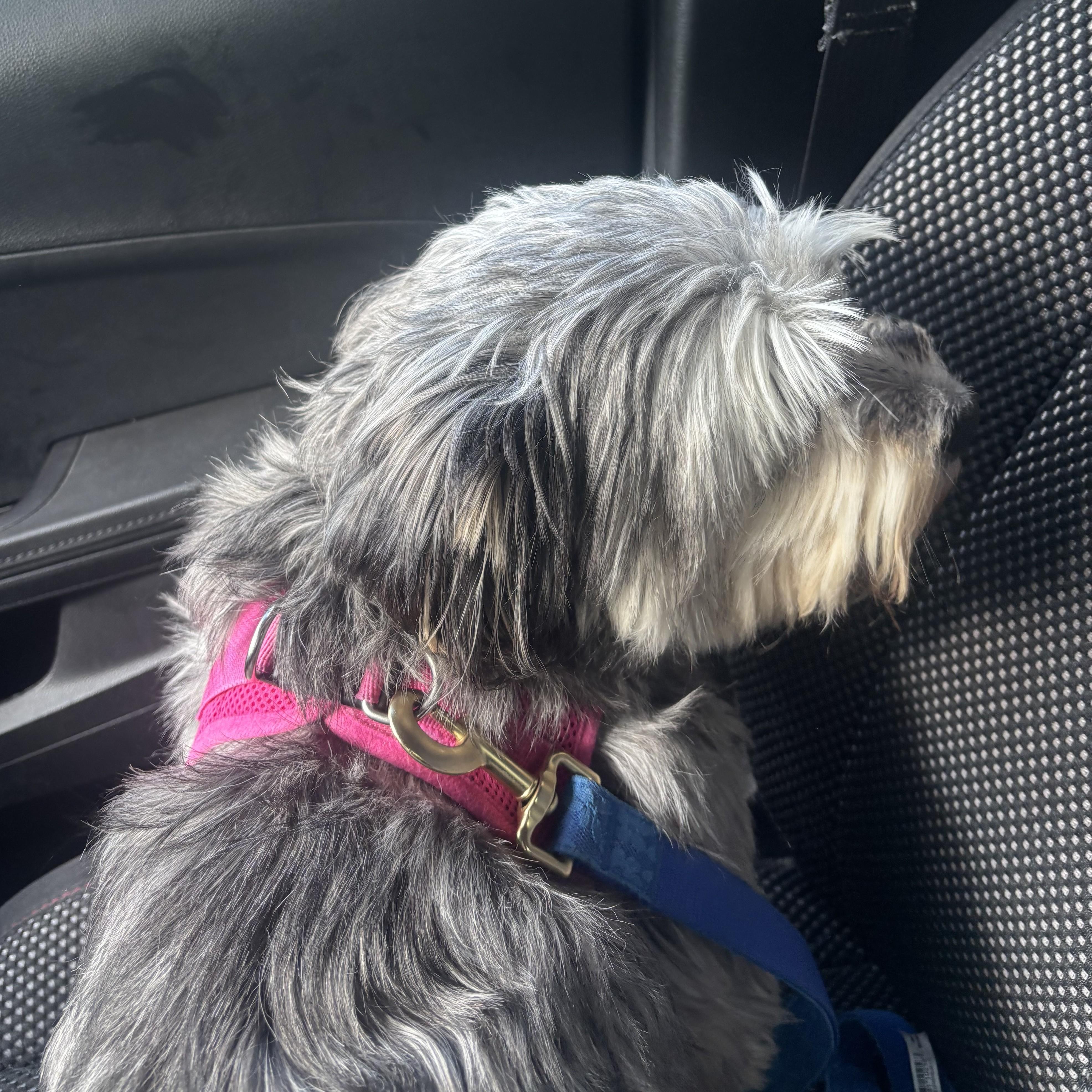 Enlarge Maxine Courtesy Listed, a Adoptable mixed breed in Midland, MI image 3/4
