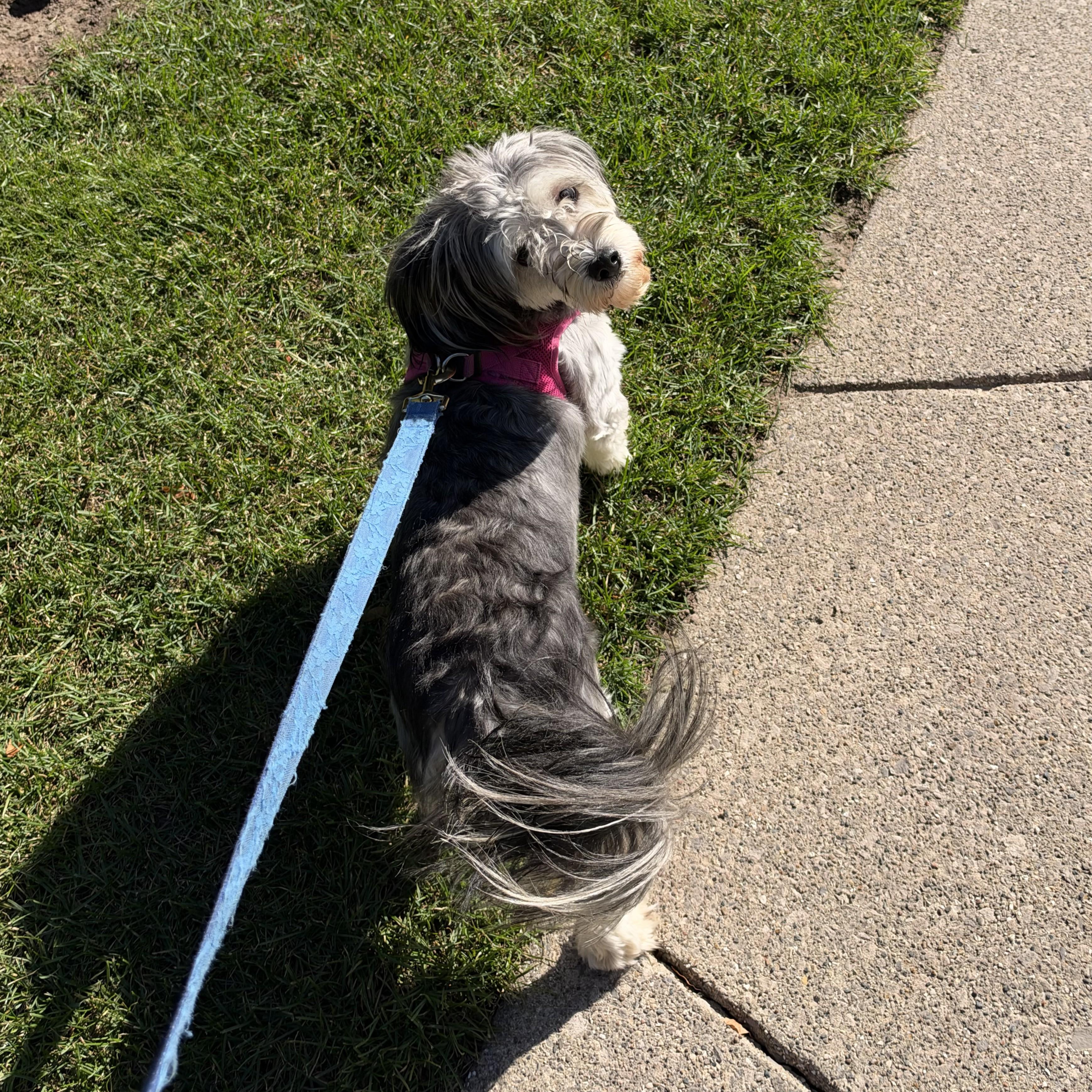 Enlarge Maxine Courtesy Listed, a Adoptable mixed breed in Midland, MI image 2/4