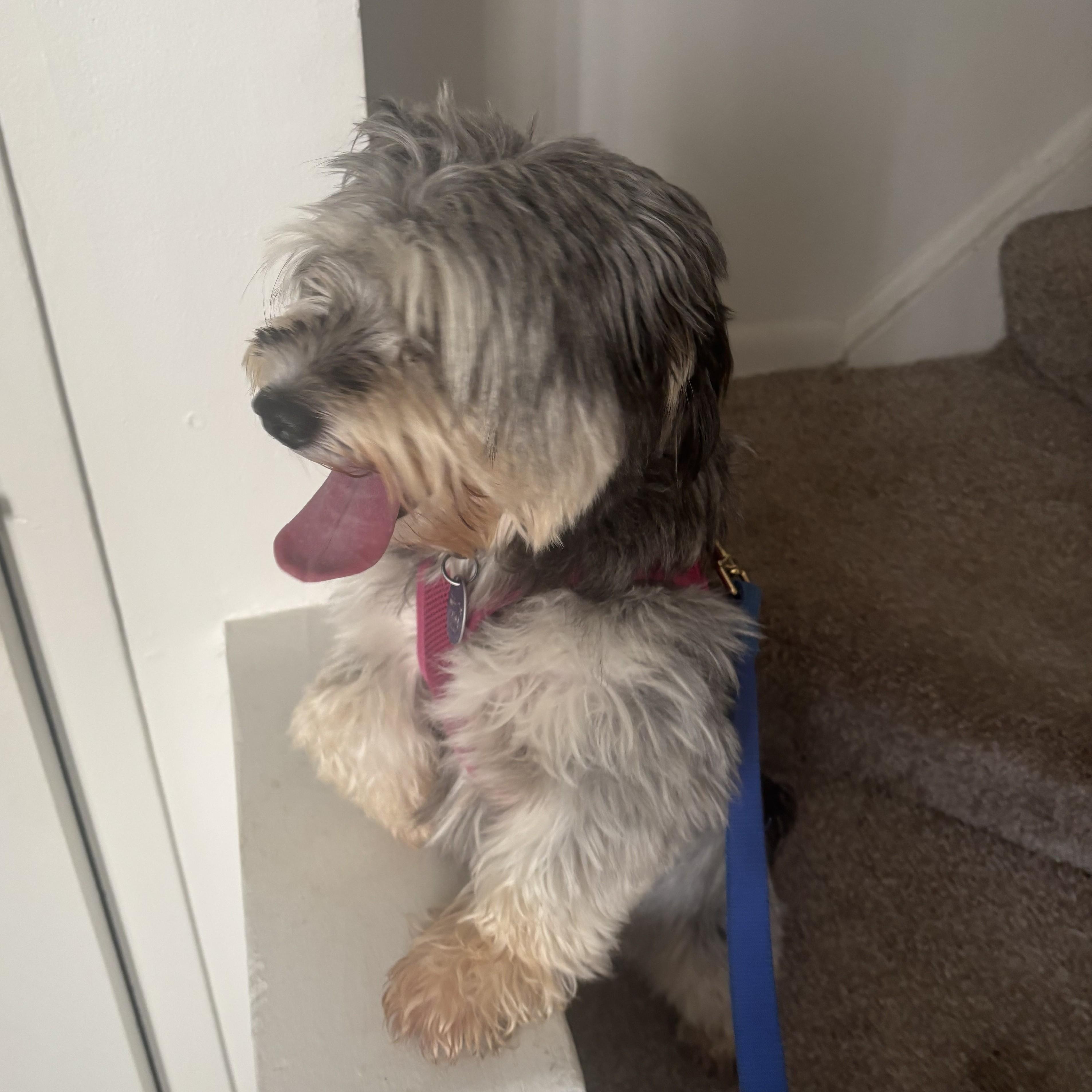 Enlarge Maxine Courtesy Listed, a Adoptable mixed breed in Midland, MI image 4/4