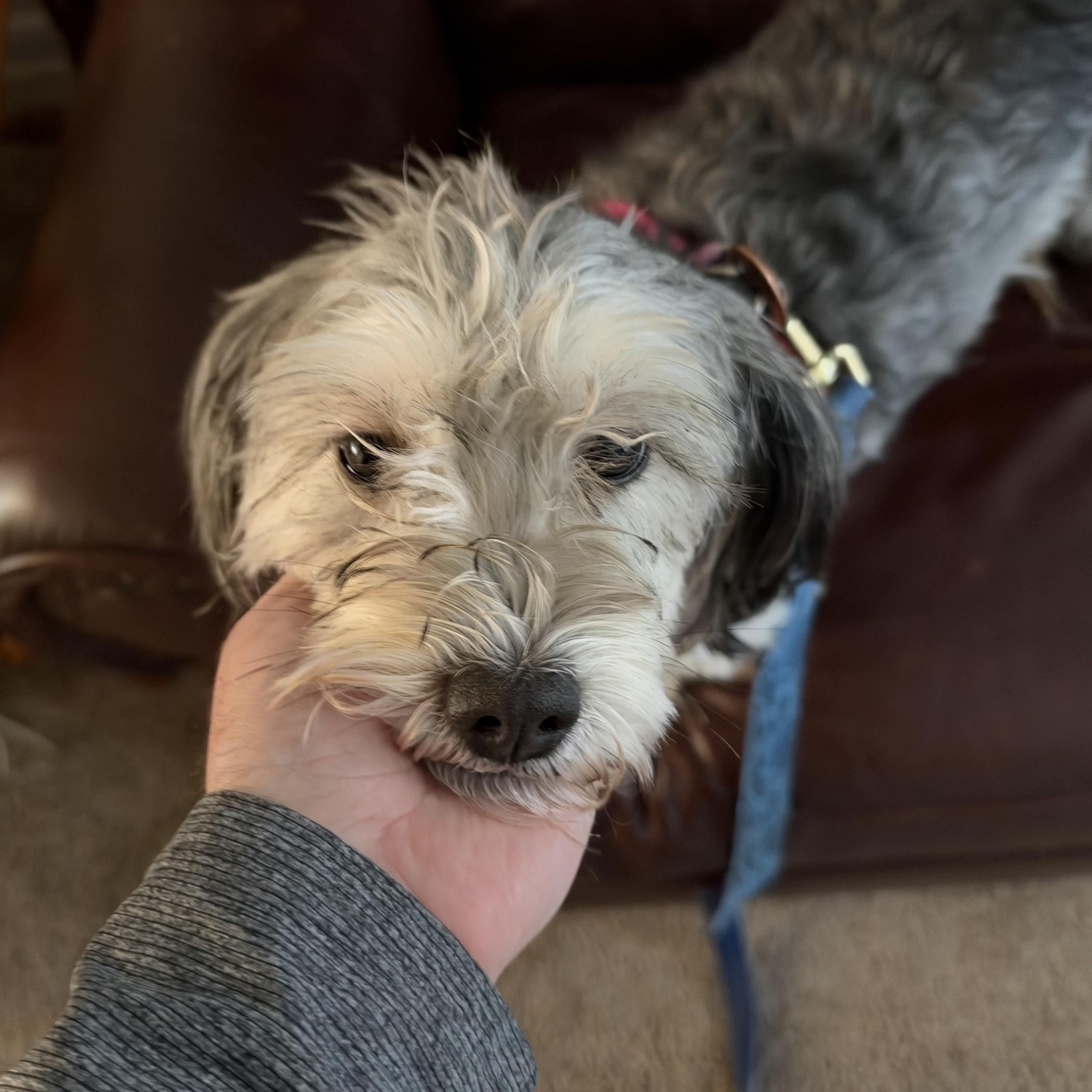 Maxine Courtesy Listed, Adoptable, Young Female Shih Tzu.
