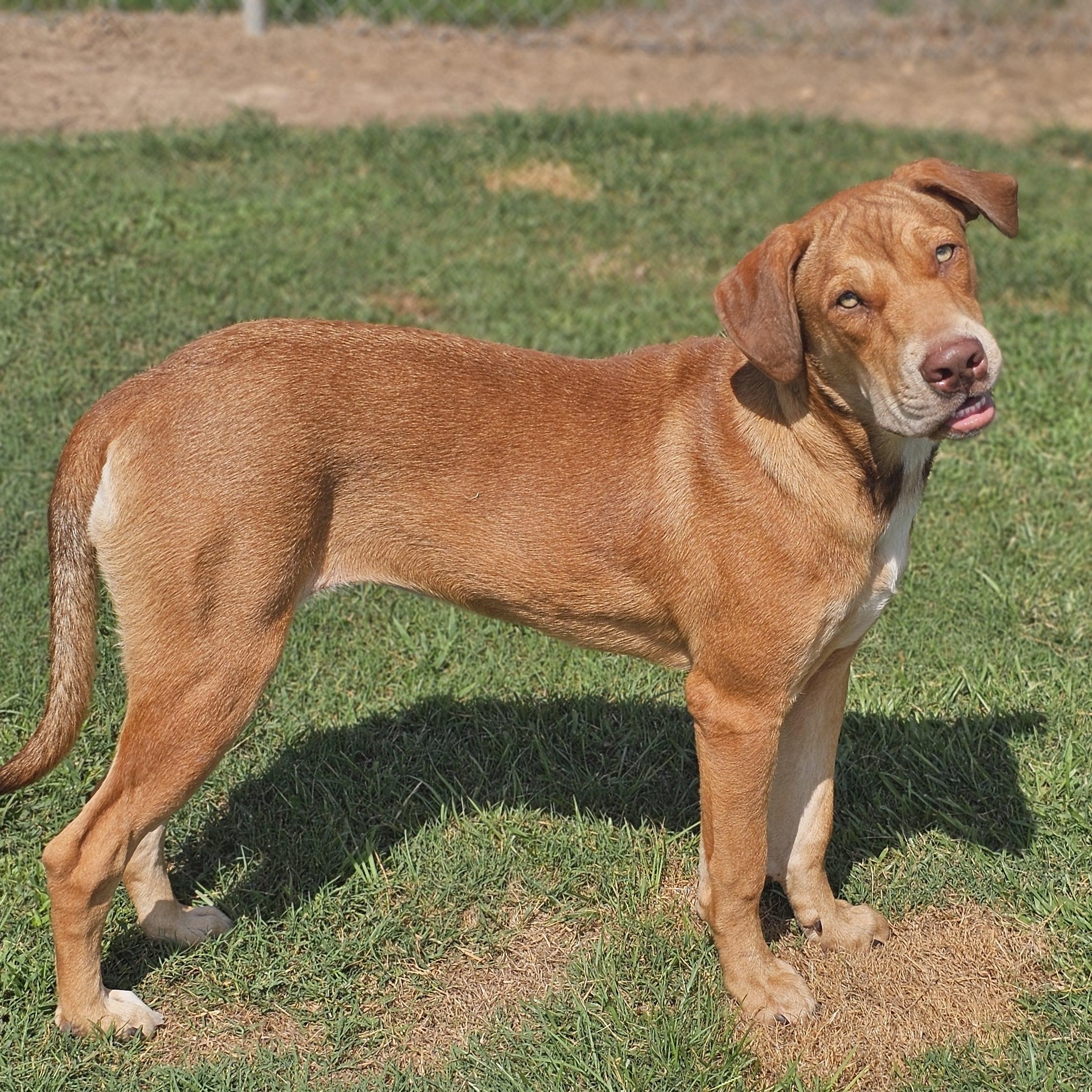 Mokie, a Adoptable mixed breed in Raphine, VA image 4/4