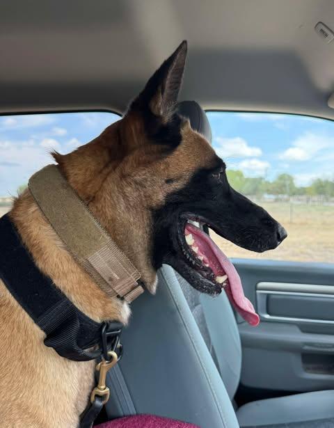 Enlarge Zeus, a Adoptable Belgian Shepherd / Malinois in Lockhart, TX image 1/5