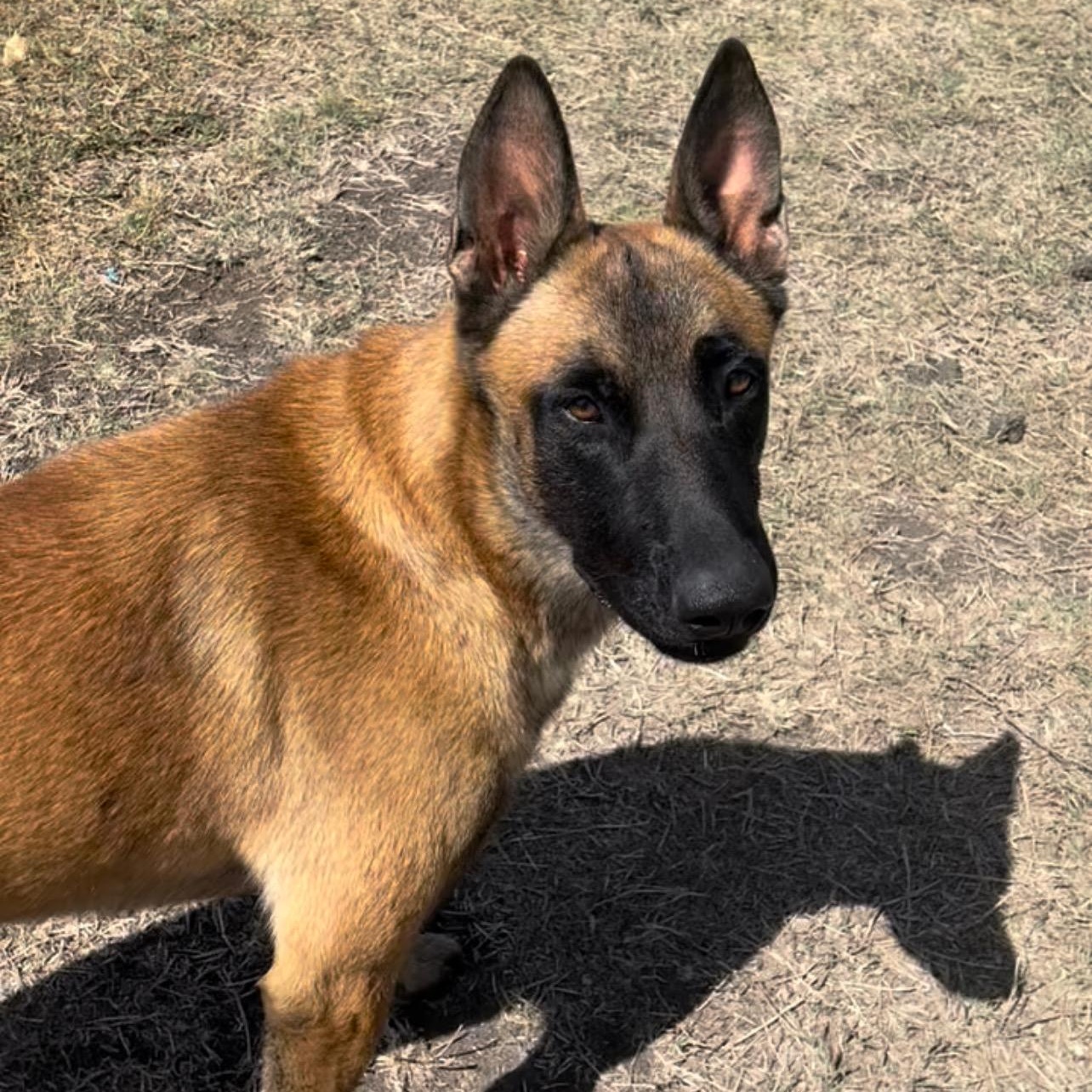 Enlarge Zeus, a Adoptable Belgian Shepherd / Malinois in Lockhart, TX image 3/5