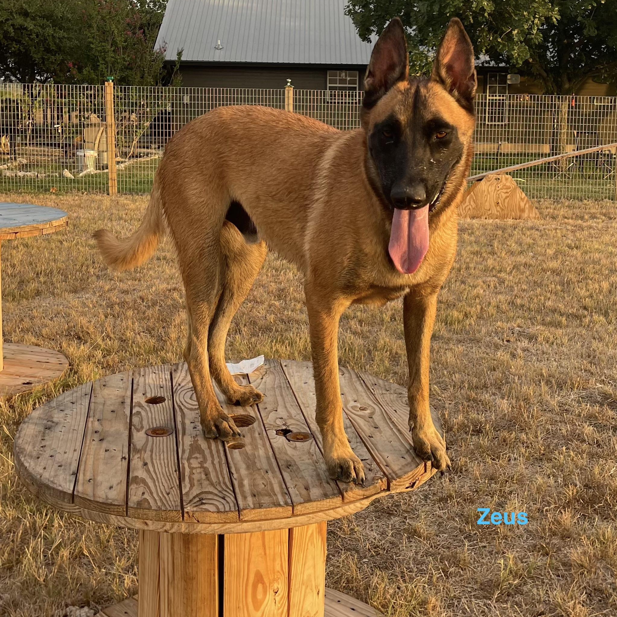 Enlarge Zeus, a Adoptable Belgian Shepherd / Malinois in Lockhart, TX image 2/5