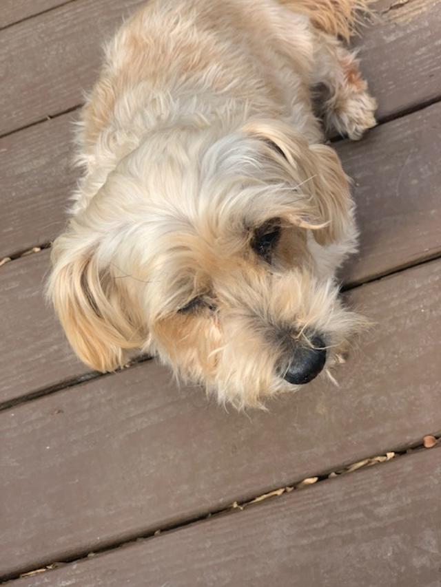 Enlarge ANDY, a ADOPTABLE mixed breed in Cary, NC image 2/3