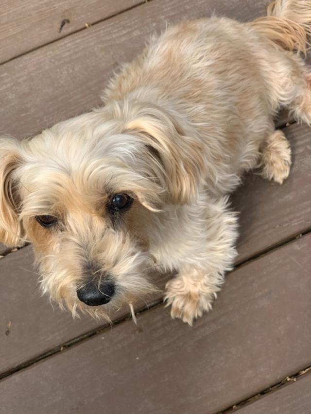 ANDY, ADOPTABLE, Senior Male Yorkshire Terrier & Terrier.