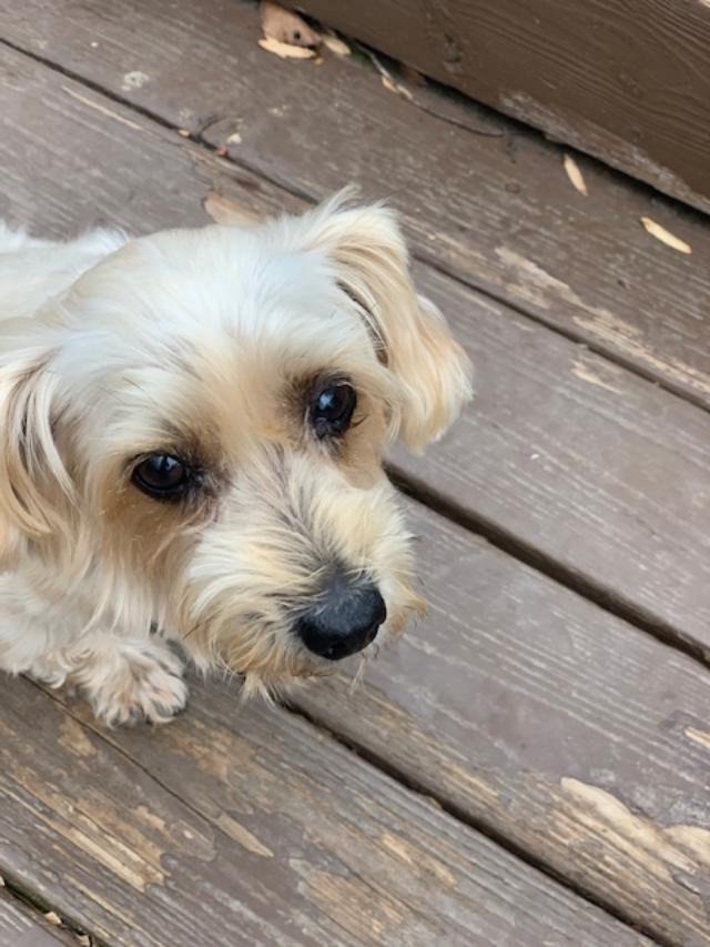 Enlarge ANDY, a ADOPTABLE mixed breed in Cary, NC image 3/3