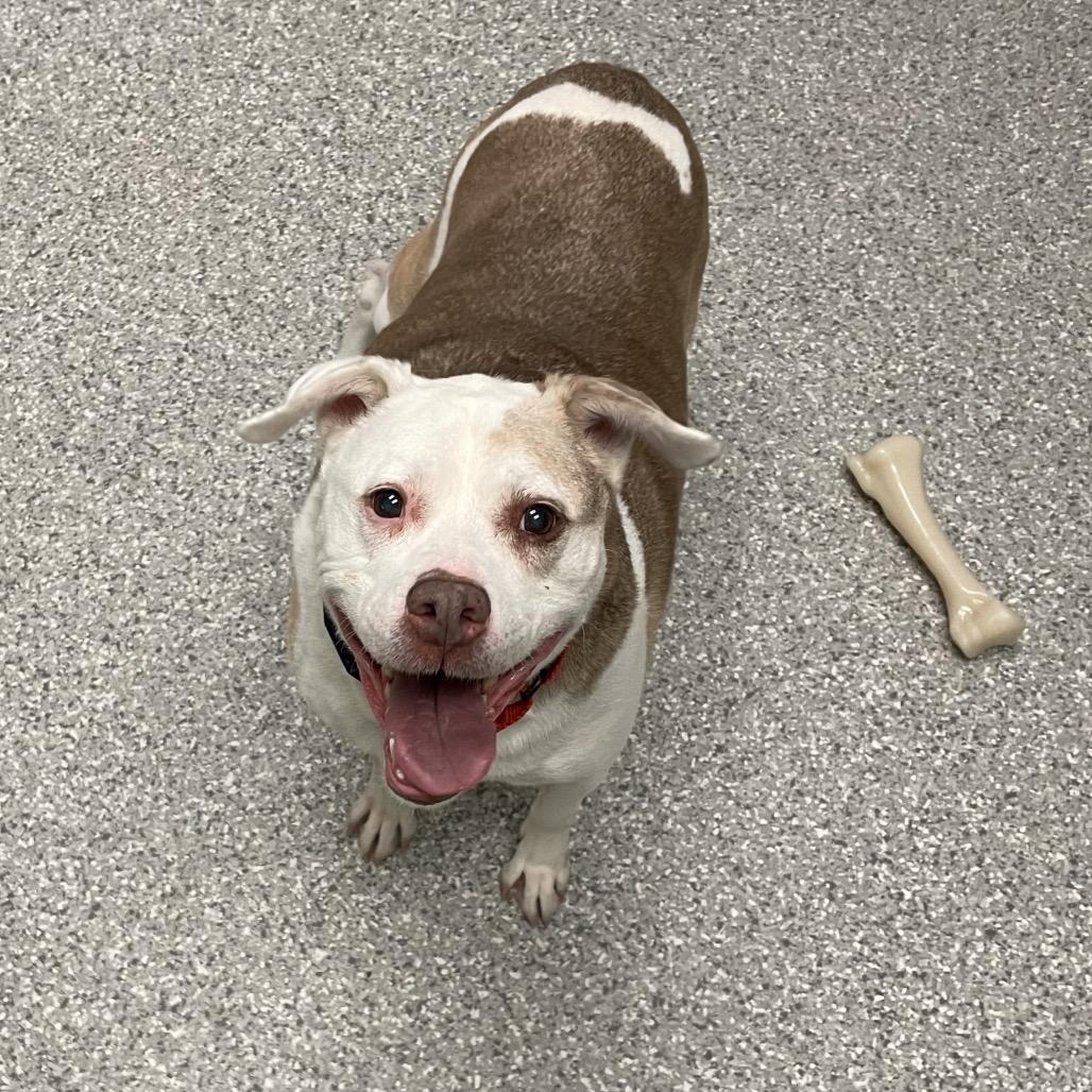 Enlarge Lucas, a Adoptable Mixed Breed in Enfield, NH image 1/6