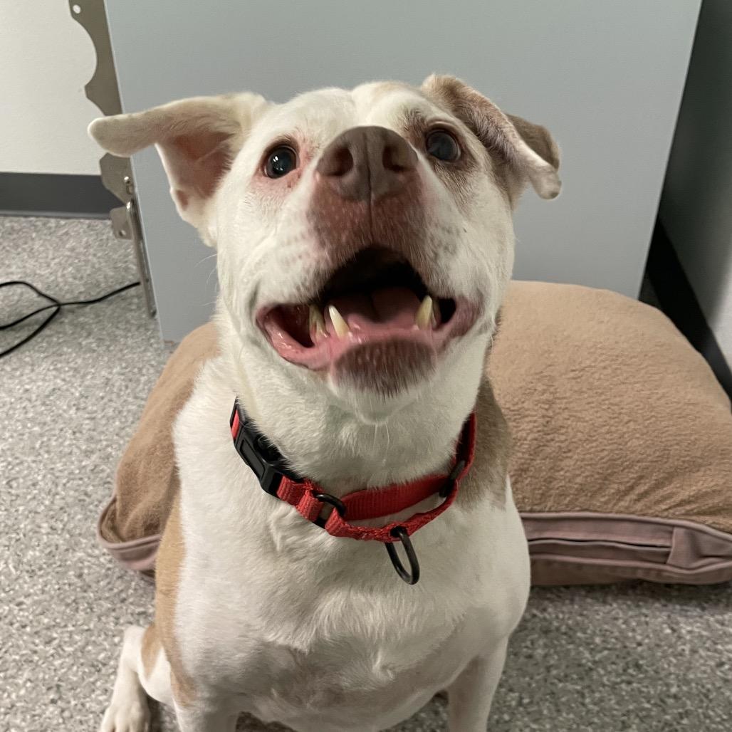 Enlarge Lucas, a Adoptable Mixed Breed in Enfield, NH image 2/6
