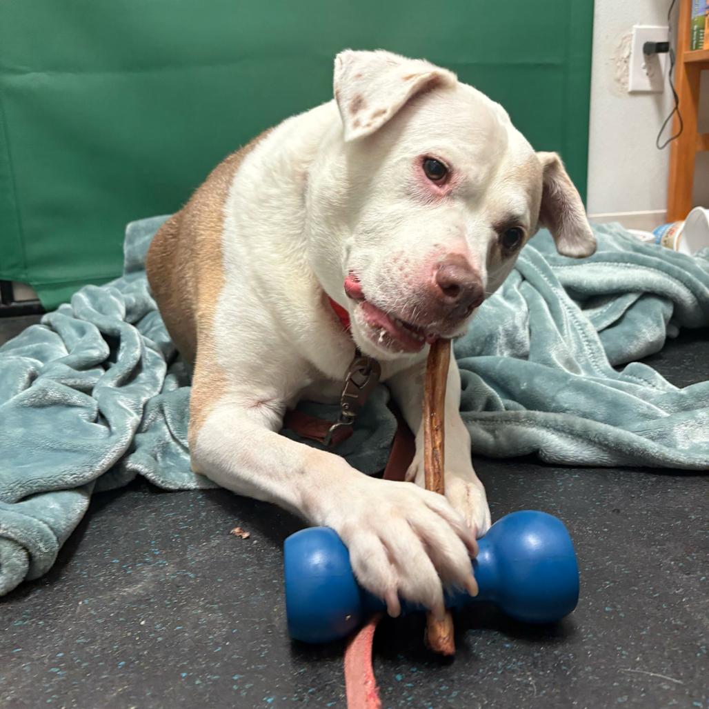 Enlarge Lucas, a Adoptable Mixed Breed in Enfield, NH image 3/6