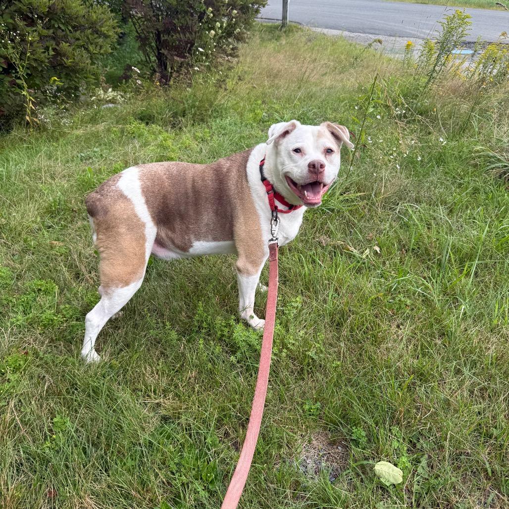Enlarge Lucas, a Adoptable Mixed Breed in Enfield, NH image 4/6