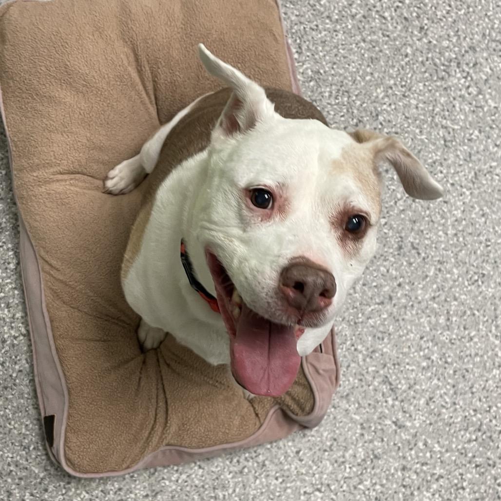 Enlarge Lucas, a Adoptable Mixed Breed in Enfield, NH image 5/6