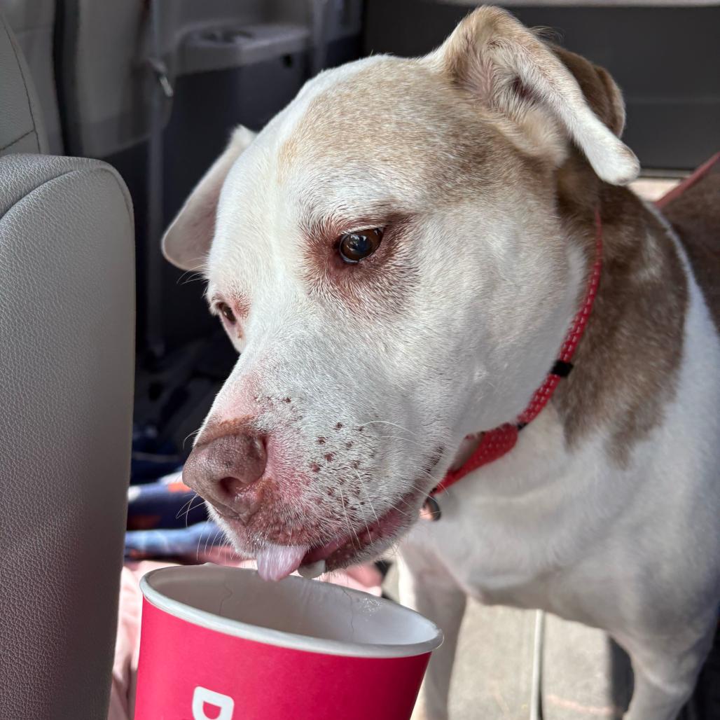 Enlarge Lucas, a Adoptable Mixed Breed in Enfield, NH image 6/6