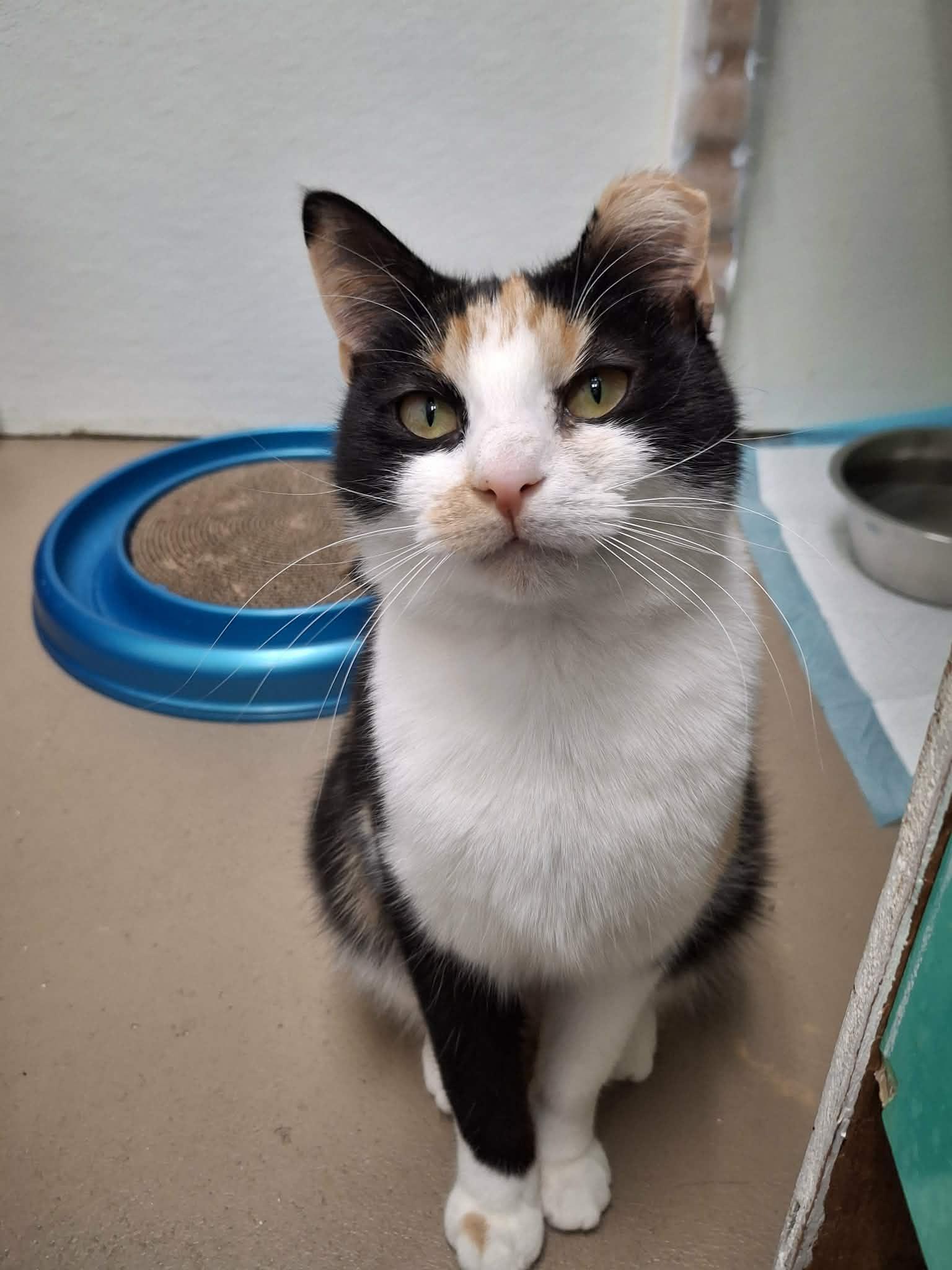 Zoey AND Chloe, Adoptable, Young Female Domestic Short Hair.